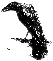sitting raven